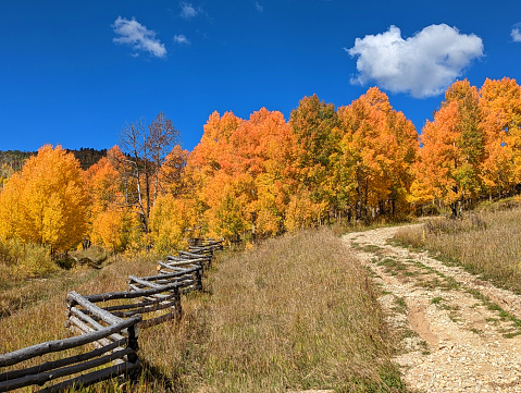 Aspen forest along country road through pastures in autumn near Kolob Reservoir in Southern Utah with rustic log fences