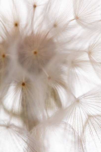 istock Abstract dandelion macro flower background. Seed macro closeup. Soft focus 1433163635