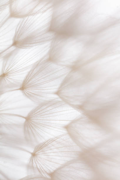 istock Abstract dandelion macro flower background. Seed macro closeup. Soft focus 1433163664