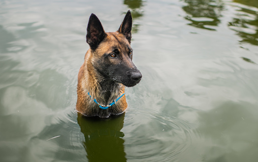 portrait of black and tan german shepherd playing in the water outdoors