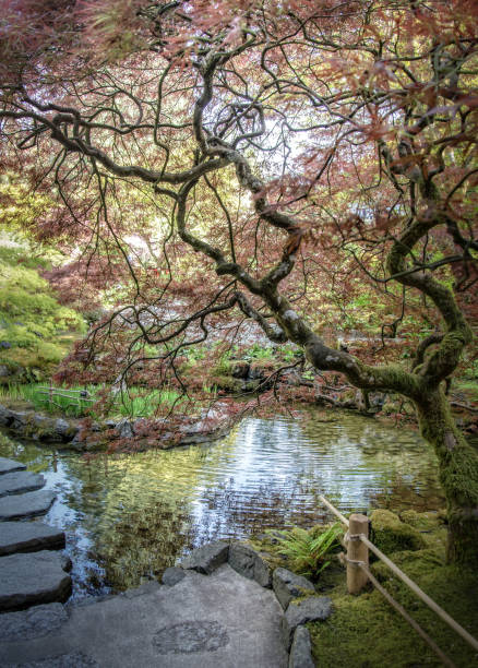 giardini di buchart dell'acero giapponese rosso - buchart gardens foto e immagini stock