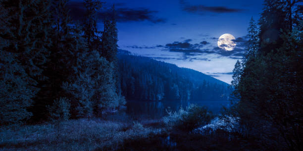 istock wild lake among the coniferous forest at night 1433164961