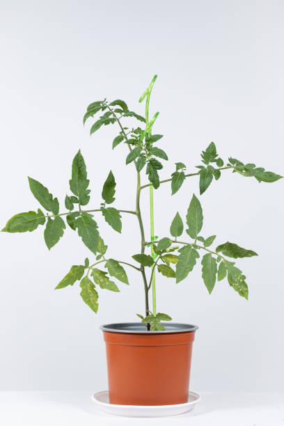 istock Growing tomatoes from seeds, step by step. Step 11 - stick to support sprout. 1433165734