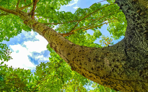 istock Huge beautiful Kapok tree Ceiba tree with spikes in Mexico. 1433165845