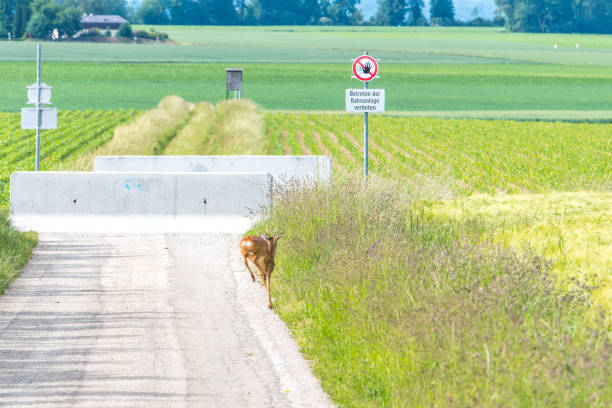 Deer flees