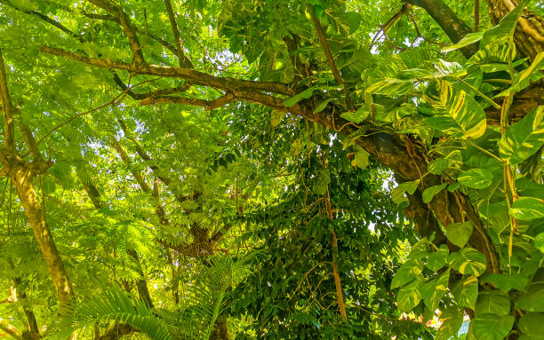 istock Huge beautiful Ficus maxima Fig tree Playa del Carmen Mexico. 1433167152