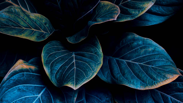 istock blue leaves texture, dark nature background 1433167864