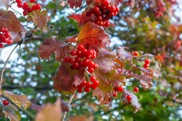 istock Red viburnum among reddened autumn leaves. 1433168347
