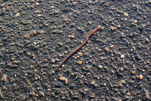 Red earthworm on wet asphalt close up, macrophoto
