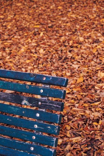 istock Empty wooden bench on a park against fallen leaves. 1433169390