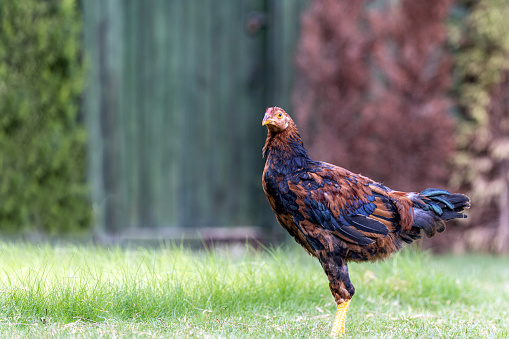 Close-up side view of rooster walking on lawn.