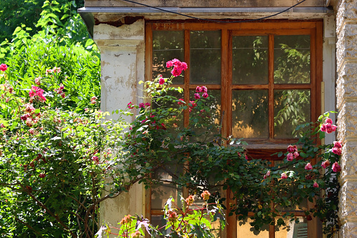 Rustic Window and Pink Roses