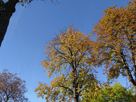 A depiction of a sunny Autumn afternoon, and the effect of the sunlight  on the tree's foliage. The photo was shot on a public park of Dusseldorf, Germany, in early October 2022.
