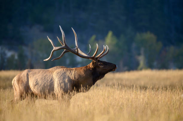 istock A large bull elk standing in field 1433171622