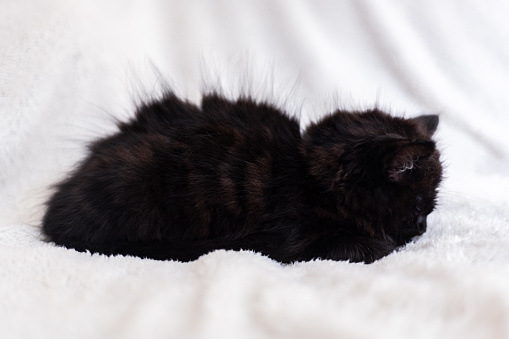Cute little black kitten sits on fur white blanket. Kitten has round yellow eyes, shallow DoF, selective focus
