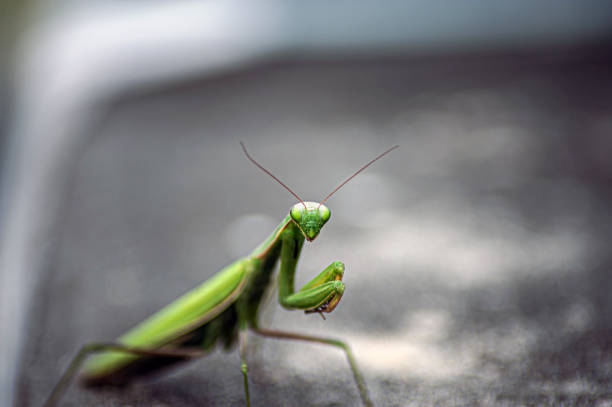 istock Female European Mantis or Praying Mantis, Mantis Religiosa. Green praying mantis. 1433173387