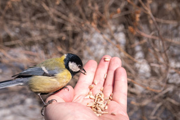 A tit sits on a man's hand and eats seeds. Taking care of birds in winter.