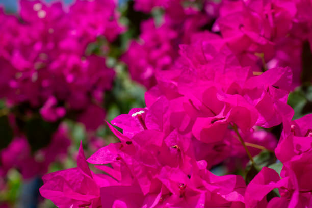 istock Bougainvillea glabra blooming purple flowers. 1433174716