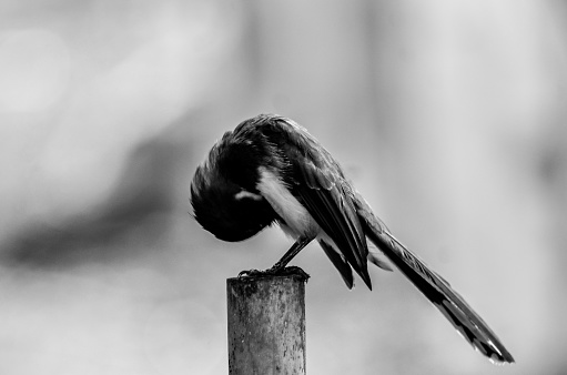 One bird in Pranakorn park.