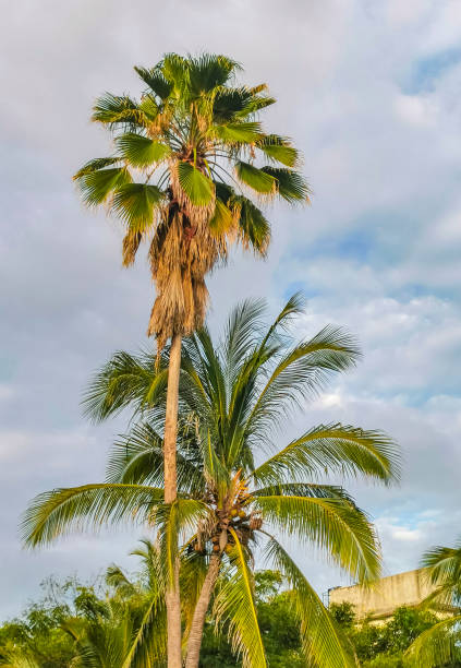 istock Tropical natural palm tree coconuts blue sky in Mexico. 1433177223