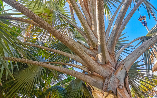 istock Tropical natural palm tree coconuts blue sky in Mexico. 1433177690