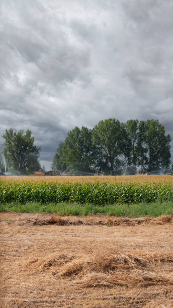 Cloudy sky, corn field and mowed field stock photo