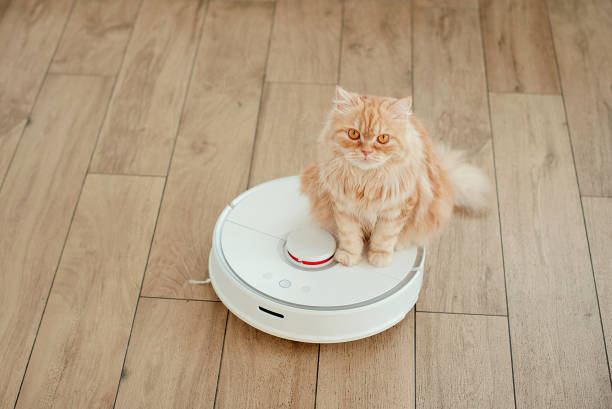istock Interested ginger cat looking at vacuum cleaner robot 1433179948