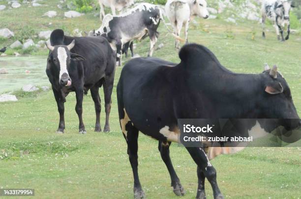 Bull Fighting In Mushkpuri Ayubia Kpk Pakistan Stock Photo - Download Image Now - Animal, Animal Body Part, Animal Stage