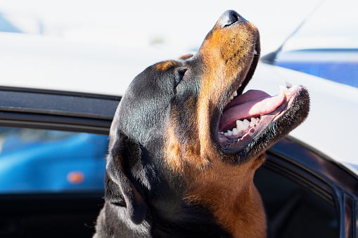 Rottweiler dog enjoys the rays of the sun. Pet in the car. Traveling with animals.