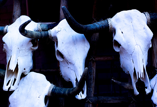 Santa Fe Style: White Cow Skulls Hanging, Black Background