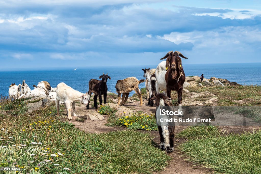 Wild goats on the cliffs of Estaca de Bares peninsula coast. Province of A Coruna, Galicia, Spain. Wild goats on the cliffs of Estaca de Bares peninsula coast. Province of A Coruna, Galicia in Spain. Goat Stock Photo
