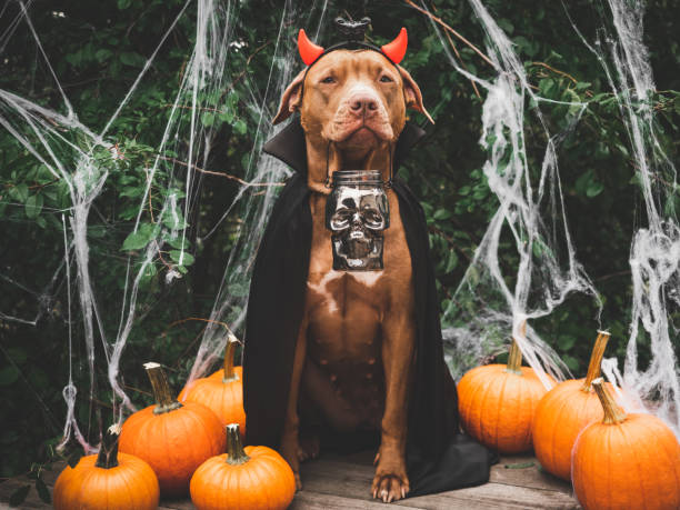 istock Charming, sweet brown dog and Count Dracula costume 1433182352