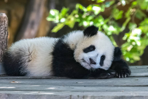 istock A cute baby panda playing 1433182396
