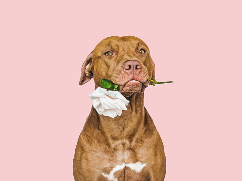 Lovable, pretty brown puppy and bright flower. Close-up, indoors. Studio shot. Congratulations for family, relatives, loved ones, friends and colleagues. Pets care concept