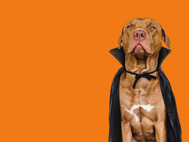 istock Charming, lovable brown dog and Count Dracula costume 1433182469