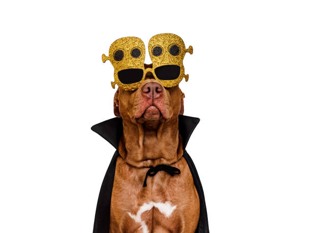 istock Charming, lovable brown dog and Count Dracula costume 1433182481
