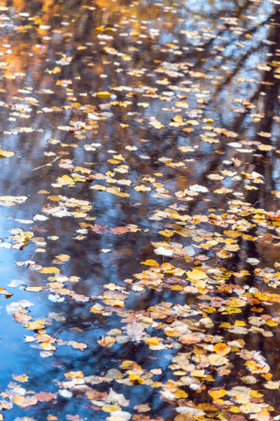 Abstract background with fallen autumn leaves on the water