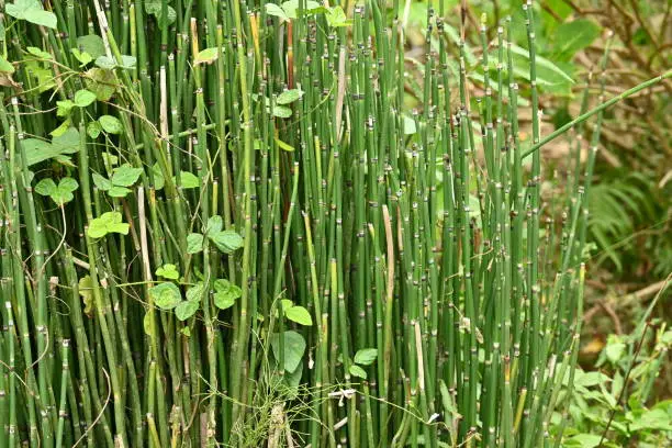 Horse tail ( Equisetum hyemale ). Equisetaceae evergreen perennial plants. Grows in wetlands, but is mainly used as an ornamental in Japanese style gardens.