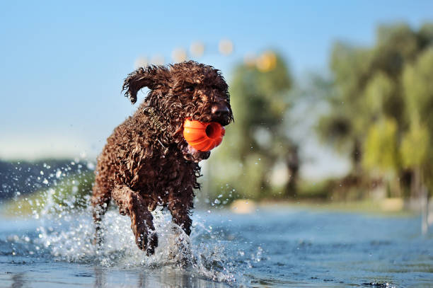 Dog holding toy ball in mouth running in the water Dog holding toy ball in mouth running in the water lagotto romagnolo stock pictures, royalty-free photos & images