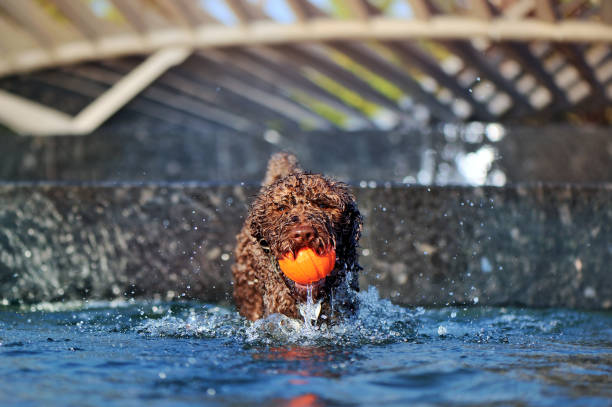 Water dog playing with the ball in water Water dog playing with the ball in water lagotto romagnolo stock pictures, royalty-free photos & images