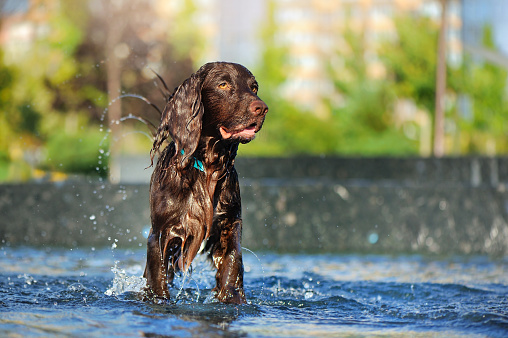 Pretty spaniel dog standing in the water