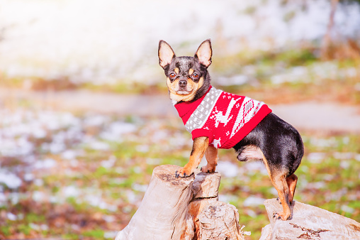 A dog in a red Christmas sweater. A black chihuahua dog is standing on a stump.