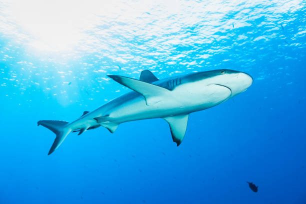 istock Blacktail Reef Shark Carcharhinus amblyrhynchos in the Light, Blue Corner, Palau, Micronesia 1433185343
