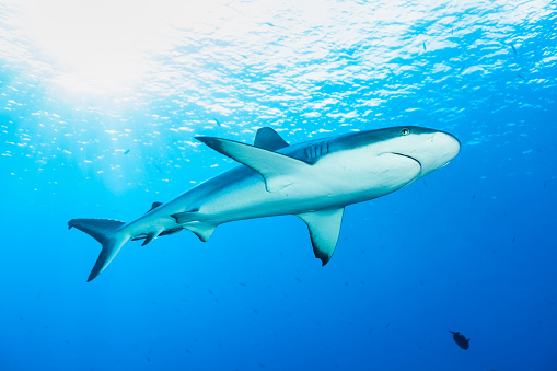 Grey Reefshark or Blacktail Reef Shark Carcharhinus amblyrhynchos occurs in the Indo-West and Central Pacific on continental and insular shelves and oceanic waters adjacent to them. The species is common on coral reefs, often in deeper areas near drop-offs to the open sea, in atoll passes, and in shallow lagoons adjacent to areas of strong currents in a depth range from 1-275m. Max. length female 172cm, male 255cm. Palau announced 2009 world's first shark sanctuary, banned all commercial shark fishing within its exclusive economic zone. 600000 sq km (230,000 sq mi) of ocean are protected now. As a result, divers see more sharks here than almost anywhere else! A Live Sharksucker Echeneis naucrates is attached at this specimen. Palau, near Blue Corner, 7°8'3.6528 N 134°13'10.5204 E at 11m depth