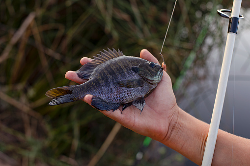 Child's hand holding just caught Bluegill fish with fishing line attached, white rod and blurred reeds on the background