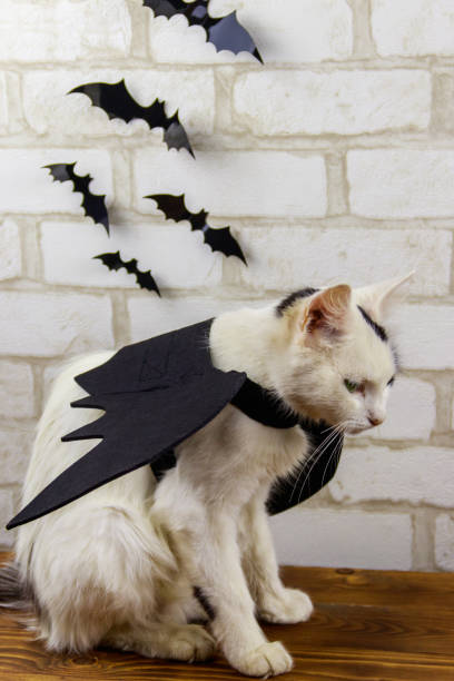 istock Beautiful cat wearing in Halloween bat costume 1433186912