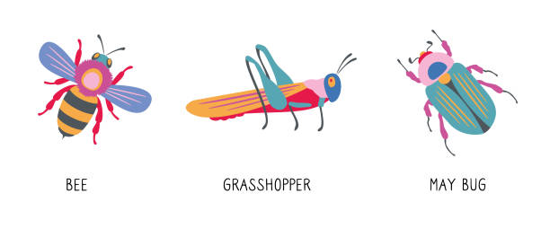 illustrazioni stock, clip art, cartoni animati e icone di tendenza di simpatici insetti dei cartoni animati. colorato set di illustrazioni vettoriali isolate di icone. - grasshopper