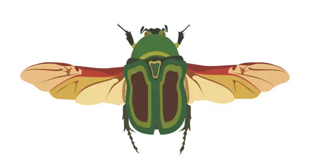 Vector illustration of may bug scarab with wings top view