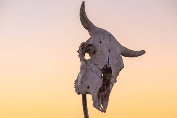 istock Sunset in mountains with cow skull 1433187015