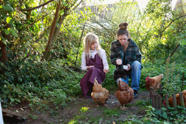 istock Mother and daughter are feeding chicken 1433187471
